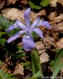 Dwarf Wild Iris