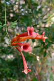 Trumpet Creeper - Campsis grandiflora