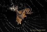 Micrathena Spider (night-time shot)