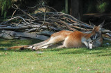 Lauras Kangaroo Relaxing