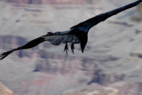 California Condor 3