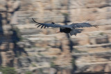 California Condor 4