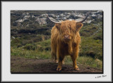 Highland Cow_DS29982.jpg