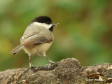 2007_0210Digiscoping_CCde.jpg