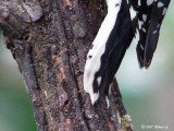 DSCF1551whosetail.jpg