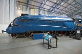 Mallard.jpg