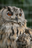 Eagle owl.JPG