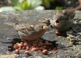 Mrs Sparrow tossing peanuts.JPG