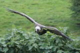 Birds of Prey & Conservation Centre, Sion Hill Hall