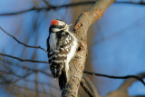 Downy and Hairy Woodpecker