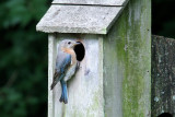 Eastern Bluebird (female)