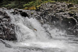 Lucia Falls with Jumping Salmon - Battle Ground Washington