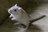 litter03@7wks_02.jpg