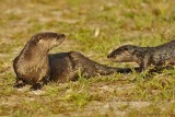 A Family of Otters