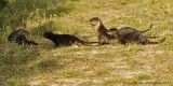 River Otters - Mother and Four Pups