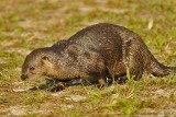 River Otters - Mother and Four Pups