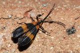 Banded Net-wing (Calopteron sp.)