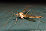 Crane Fly - Aug 2006