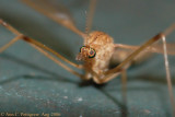 Crane Fly - Aug 2006