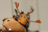 Grapevine Beetle - Up Close