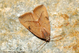 Spotted Grass Moth (Rivula propinqualis)