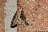 Baltimore Bomolocha