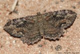 Barberry Geometer