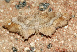 One-spotted Variant - Aug 2006