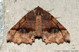 Pero Moth sp. - Aug 2006