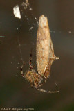 Spider with Moth