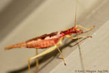 Two-spotted Tree Cricket - Aug 2006