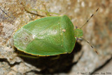 Green Stink Bug 