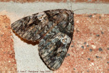 Ilia Underwing (Catocala ilia)