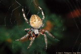Orbweaver Spider (Araneus sp.)