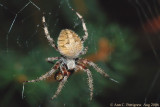 Orbweaver Spider (Araneus sp.)