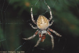 Orbweaver Spider (Araneus sp.)