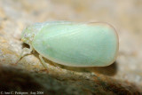 Planthopper (Ormenoides venusta)