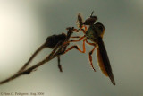 Robber Fly with Prey (Holcocephela sp.)