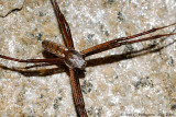 Spider sp.