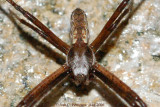 Male Argiope aurantia 