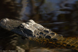 American Alligator