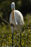 Great Egret with Mouse