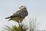 Red-shouldered Hawk