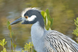 Yellow-crowned Night-heron