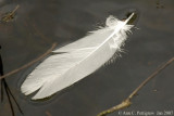 Swamp Feather
