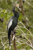 Anhinga