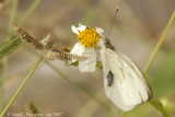 Great Southern White