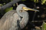 Tricolored Heron