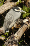 Yellow-crowned Night-heron