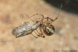 Marbled Orbweaver with Moth